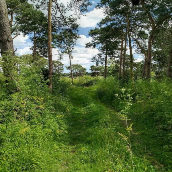 Farm access grass path with feint tyre tracks running past trees.