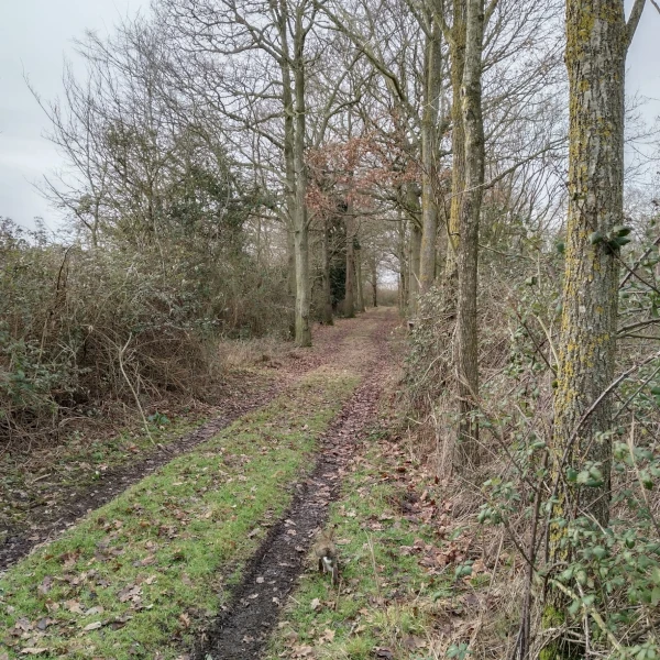 Farm access grass path with tyre tracks running past trees.