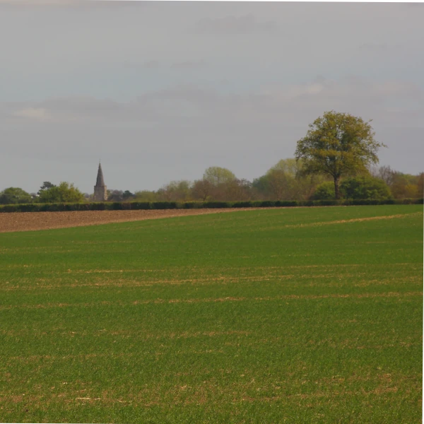 View across planted field with church and tree in distance.