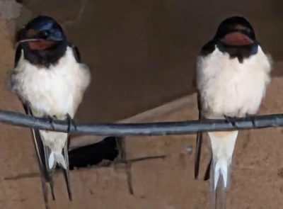Two swallows perched on a grey electrical cable
